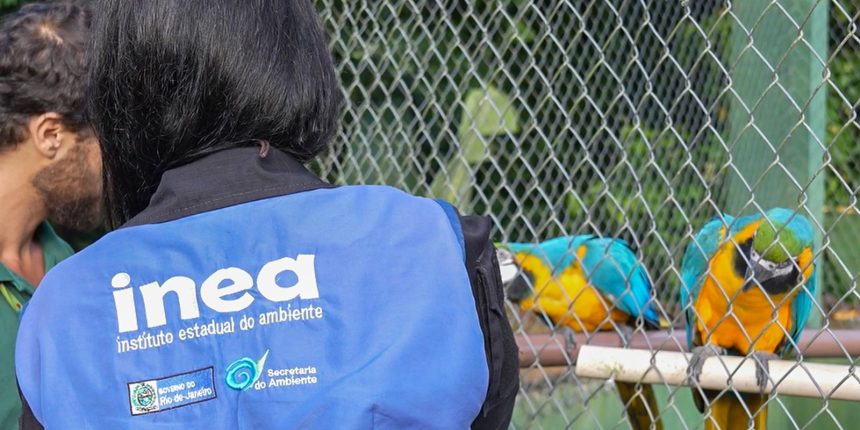 Animais silvestres são resgatados no Rio de Janeiro