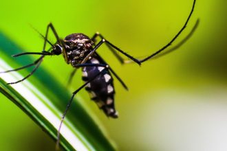 Bairros de SP ultrapassam 300 casos de dengue por 100 mil habitantes