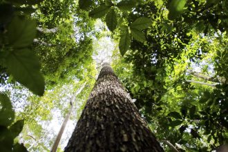 Bioeconomia é vantagem competitiva na transformação ecológica