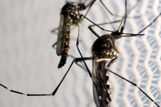 Crianças de até 5 anos morrem mais de dengue, revela pesquisa