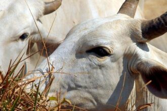 Brasil regula abate e processamento de animais para mercado religioso