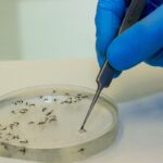 Brasil vai ampliar uso da bactéria wolbachia no combate à dengue