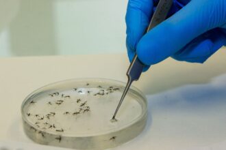 Brasil vai ampliar uso da bactéria wolbachia no combate à dengue