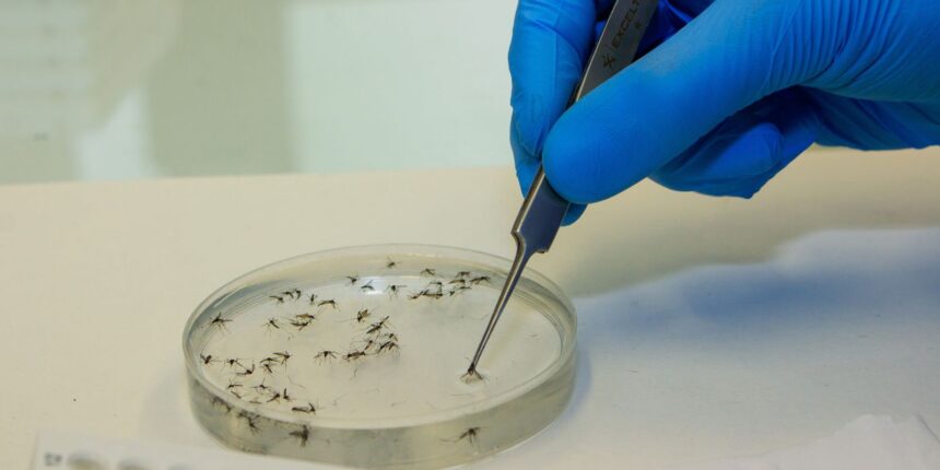 Brasil vai ampliar uso da bactéria wolbachia no combate à dengue