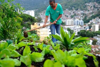 Produção local pode melhorar alimentação em centros urbanos