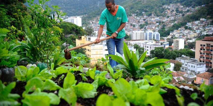 Produção local pode melhorar alimentação em centros urbanos