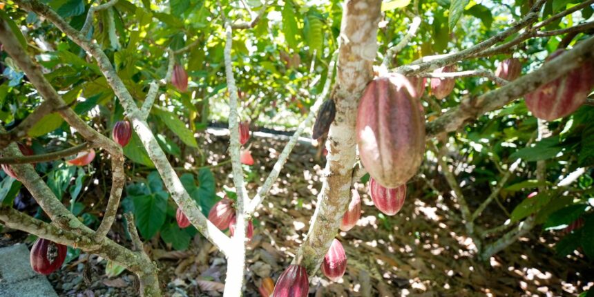 Produtoras de café e cacau contam como lidam com mudanças climáticas