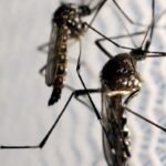 Quase 4 bilhões de pessoas correm risco de infecção pelo Aedes