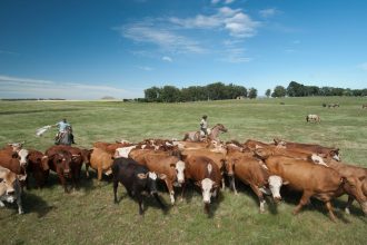 Subsídios da UE favorecem pecuária em detrimento da agricultura