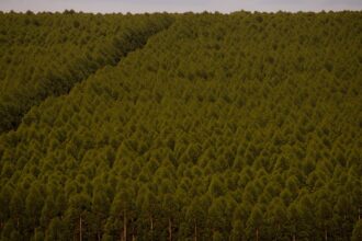 Câmara quer dispensar licença ambiental de plantações de eucalipto