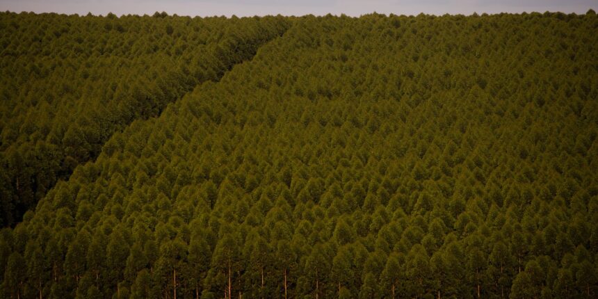 Câmara quer dispensar licença ambiental de plantações de eucalipto