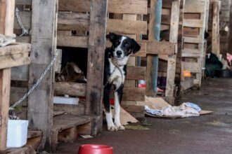 Cidades do RS terão recursos federais para atender animais resgatados