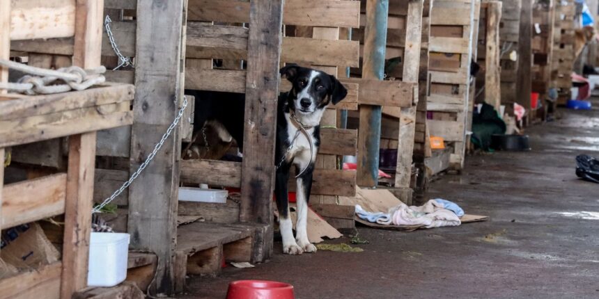 Cidades do RS terão recursos federais para atender animais resgatados