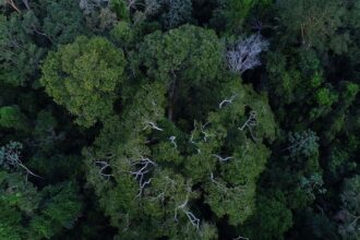 Florestas públicas serão concedidas para gerar crédito de carbono