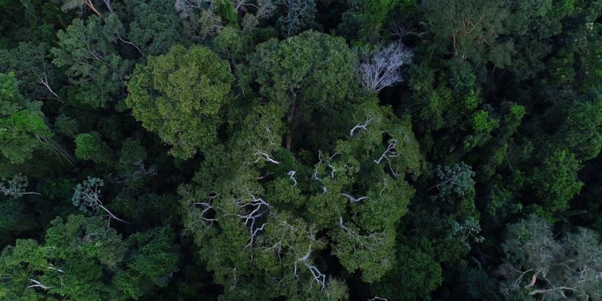 Florestas públicas serão concedidas para gerar crédito de carbono