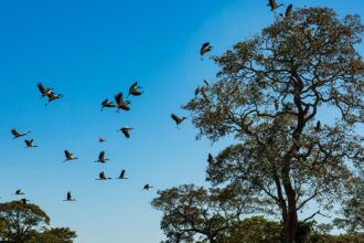 Comissão do Senado aprova projeto que cria Estatuto do Pantanal