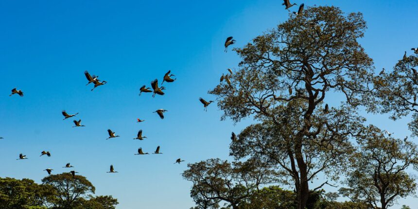 Comissão do Senado aprova projeto que cria Estatuto do Pantanal