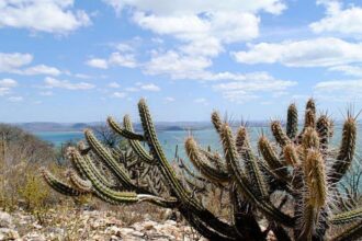 Estudo vê chance de recuperação de meio milhão de hectares de caatinga