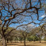 Inmet alerta sobre baixa umidade no Centro-Oeste e no Tocantins