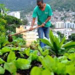 Nova lei pretende estimular a produção de alimentos nas cidades