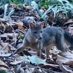 Rio de Janeiro: cachorro-do-mato faz visita diurna ao Parque Lage