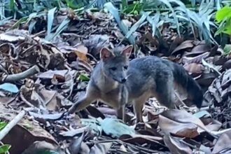 Rio de Janeiro: cachorro-do-mato faz visita diurna ao Parque Lage