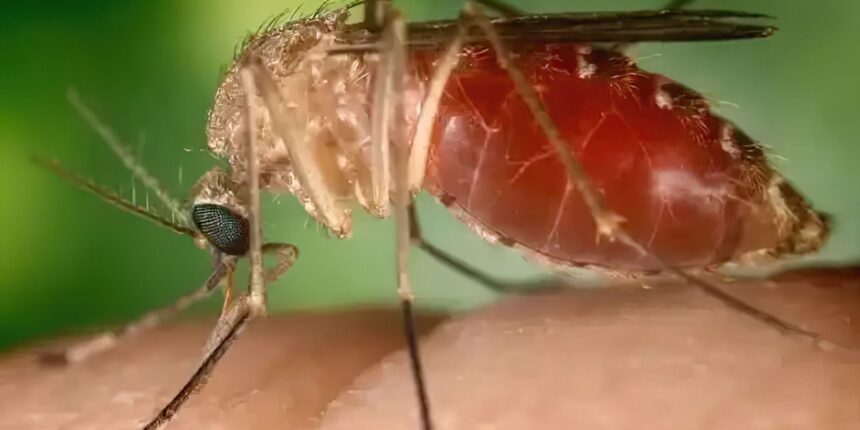 Opas eleva risco de febre do Oropouche nas Américas para alto