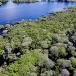 Saiba como títulos verdes possibilitam reflorestamento na Amazônia