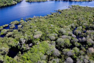 Saiba como títulos verdes possibilitam reflorestamento na Amazônia