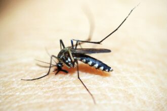 Brasil tem mais de 6,5 milhões casos prováveis de dengue este ano