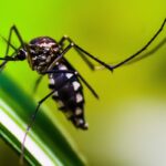 Método Wolbachia contra o Aedes mira cidades da bacia do Paraopeba