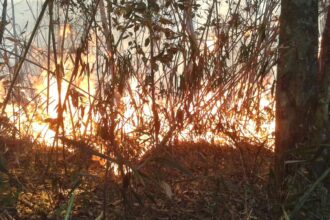 Polícia do Rio realiza operações contra suspeitos de causar incêndios