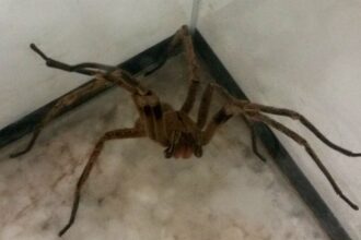 Picadas de aranhas são segunda causa de envenenamento no país