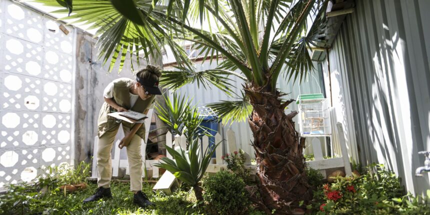 Prevenção de dengue deve ir além de mensagens sobre hábitos e cuidados