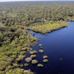 Petrobras e BNDES fazem parceria para restauração na Amazônia