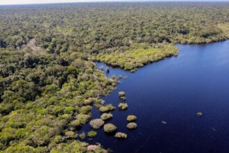 Petrobras e BNDES fazem parceria para restauração na Amazônia