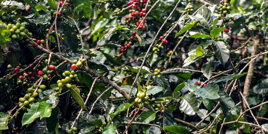 Conab estima queda na produção de café com 51,8 milhões de sacas este ano