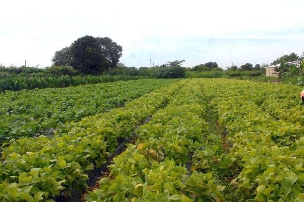 CMN prorroga parcelas de crédito rural a afetados por seca no Nordeste