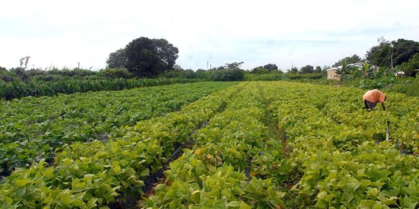 CMN prorroga parcelas de crédito rural a afetados por seca no Nordeste