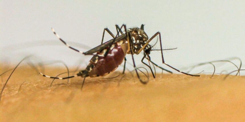 Dengue: São José do Rio Preto terá ajuda do Ministério da Saúde