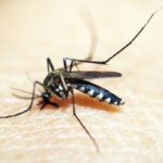 Opas emite alerta para risco de surtos de dengue 3 nas Américas