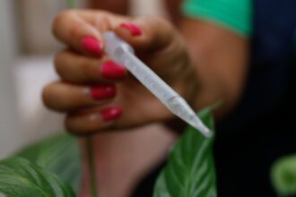 São Paulo se aproxima de 300 mil casos confirmados de dengue