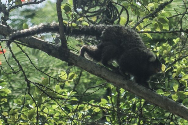 Terapia adaptada diminui mortes por Febre Amarela em 84%