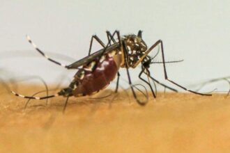 Brasil ultrapassa 1 milhão de casos prováveis de dengue em 2025