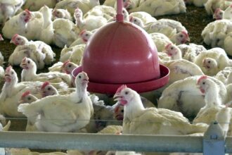 Albânia, Namíbia e Índia suspendem importação de frango do Brasil