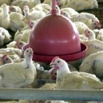 China, UE e Argentina suspendem compras de carne de frango do Brasil