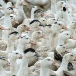 Mortes de gansos e patos em zoológico no RS foram por gripe aviária