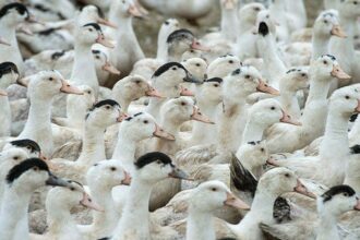 Mortes de gansos e patos em zoológico no RS foram por gripe aviária