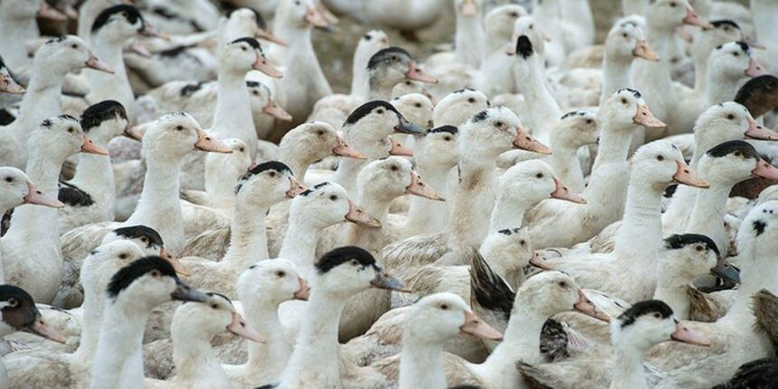 Mortes de gansos e patos em zoológico no RS foram por gripe aviária