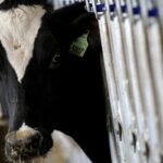 País recebe status internacional como livre de febre aftosa sem vacina